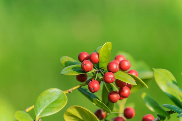 Green Chiapas Coffee